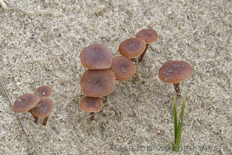 Duinmatkopje - Simocybe maritima